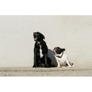 Collier et laisse pour chien Equithème Max