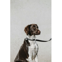 Collier pour chien Equithème Nala