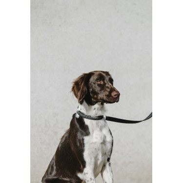 Collier pour chien Equithème Nala Collier pour chien Equithème Nala