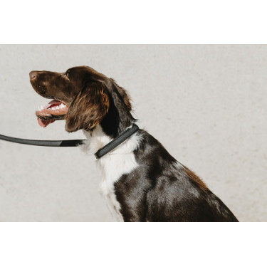 Collier pour chien Equithème Nala Collier pour chien Equithème Nala