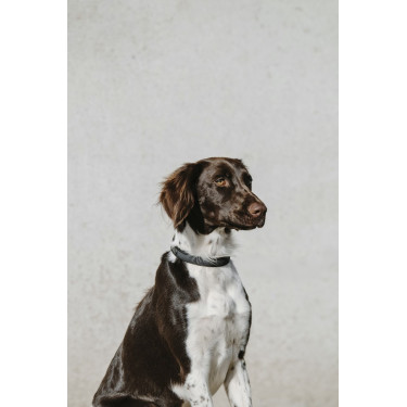 Collier pour chien Equithème Nala Collier pour chien Equithème Nala