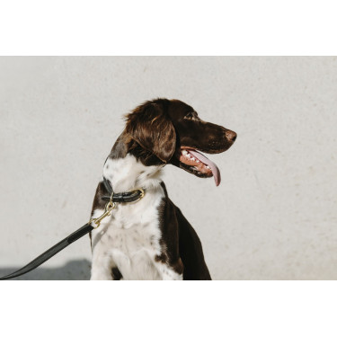 Collier pour chien Equithème Nala Collier pour chien Equithème Nala