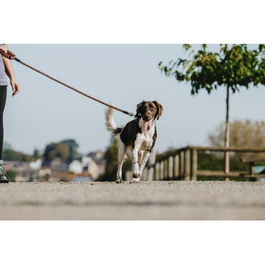 Laisse pour chien avec poignée Equithème Haspen Laisse pour chien avec poignée Equithème Haspen