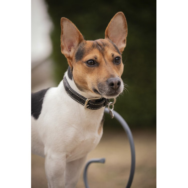 Collier pour chien Pénélope Olie Collier pour chien Pénélope Olie