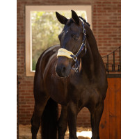 Licol et longe Lemieux Vogue Bleu marine / bleu roi Licol et longe Lemieux Vogue Bleu marine / bleu roi