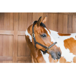 Licol en cuir Wellington Kentucky Noir