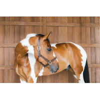 Licol en cuir Wellington Kentucky Brun Marron