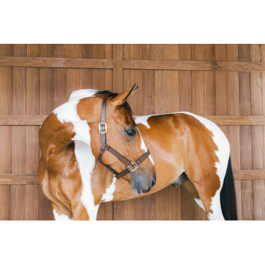 Licol en cuir Wellington Kentucky Licol en cuir Wellington Kentucky