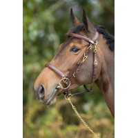 Combo Bridon / Licol HFI Noir