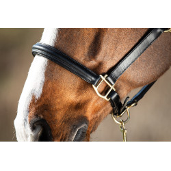 Licol bombé HFI Noir Licol bombé HFI Noir