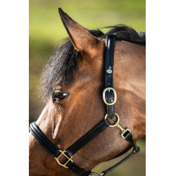 Licol bombé HFI Noir Licol bombé HFI Noir