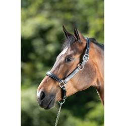 Licol grooming HFI Noir