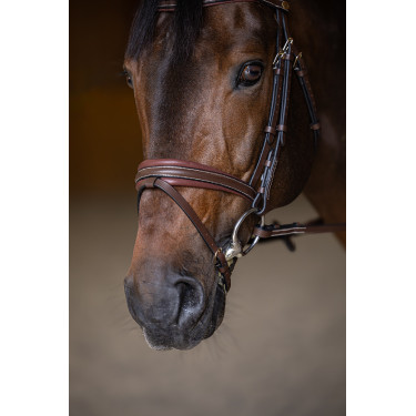 Bridon Combiné Padded HFI Master Marron