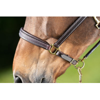 Licol cuir HFI Master coutures crème Marron