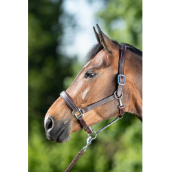 Licol cuir HFI Master cuir double réglage