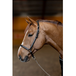 Licol cuir Little Groom HFI Master Noir