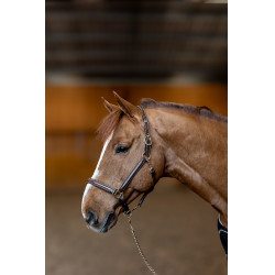 Licol cuir Little Groom HFI Master Marron Licol cuir Little Groom HFI Master Marron