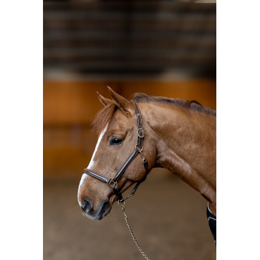 Licol cuir Little Groom HFI Master Marron Licol cuir Little Groom HFI Master Marron