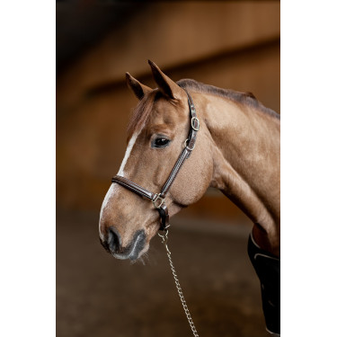 Licol cuir Little Groom HFI Master Marron Licol cuir Little Groom HFI Master Marron