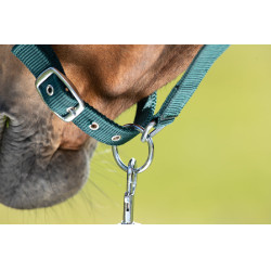 Licol First nylon HFI Master Vert foncé