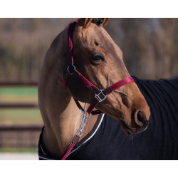 Licol néoprène Smart + longe en nylon HFI Master Bordeaux / marron