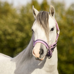 Licol HV Polo Classic Stripe Violet