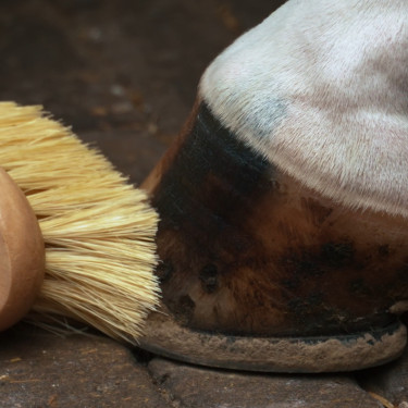 Brosse À Sabots Imperial Riding Natural Brosse À Sabots Imperial Riding Natural