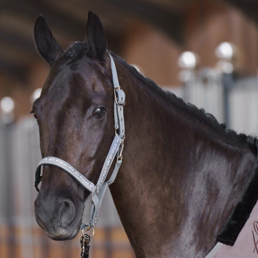 Licol HV Polo Nena Stone Gris