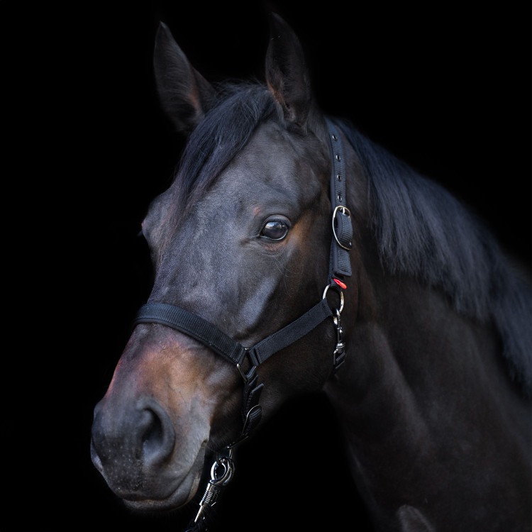 Licol Yearling Imperial Riding Licol Yearling Imperial Riding