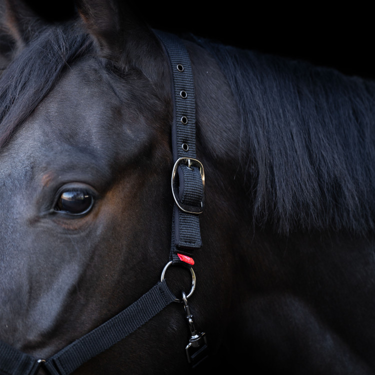 Licol Yearling Imperial Riding Licol Yearling Imperial Riding