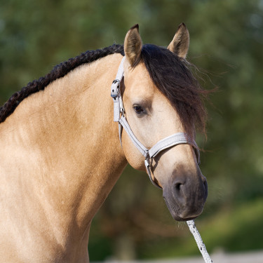 Licol Imperial Riding Sparkle Licol Imperial Riding Sparkle
