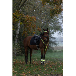 Collier de chasse à LED Covalliero Jaune