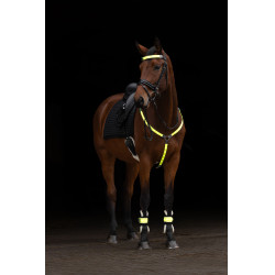 Collier de chasse à LED Covalliero Jaune