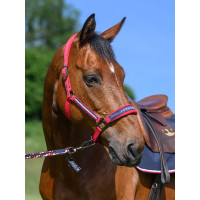 Licol et longe Tommy Hilfiger Equestrian Yale Rouge primaire Licol et longe Tommy Hilfiger Equestrian Yale Rouge primaire