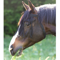 Frontal chasse-mouche Waldhausen autonome Noir