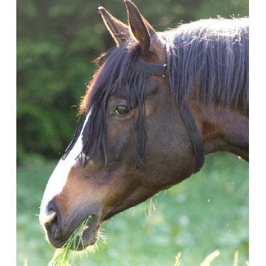 Frontal chasse-mouche Waldhausen autonome Noir