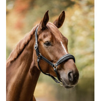 Licol Waldhausen S-Line en cuir Glamour Noir Licol Waldhausen S-Line en cuir Glamour Noir