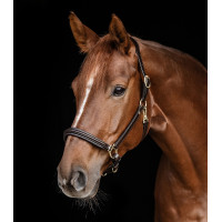 Licol en cuir Waldhausen Classy X-Line Marron / doré