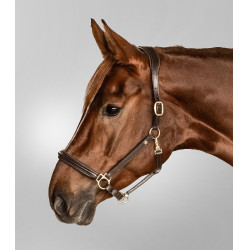 Licol en cuir Waldhausen Classy X-Line Marron / doré