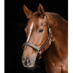 Licol en cuir Waldhausen Crsytal X-Line Marron / or