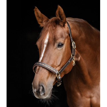 Licol en cuir Waldhausen Crsytal X-Line Marron / or