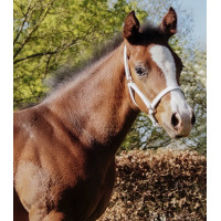 Licol de présentation cuir Star poulain Noir Licol de présentation cuir Star poulain Noir