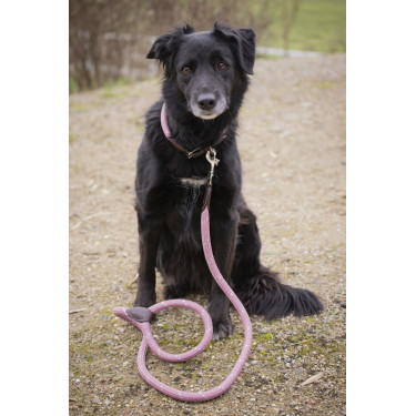 Collier pour chien Penelope Billie Collier pour chien Penelope Billie
