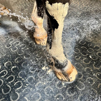 Pâte d'Argile Soulage Douleur Coup Contusion Nutragile Pâte d'Argile Soulage Douleur Coup Contusion Nutragile