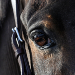 Natural'Look Natural'Innov Natural'Look Natural'Innov