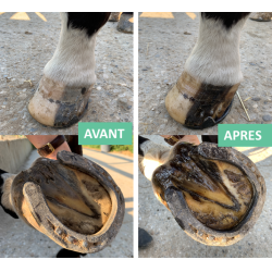 Onguent sabot sec seau Ekin