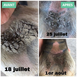 Onguent anti-crevasse du paturon Ekin Onguent anti-crevasse du paturon Ekin