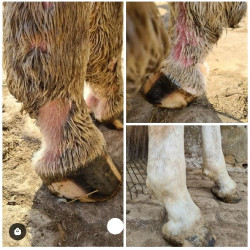 Onguent anti-crevasse du paturon Ekin Onguent anti-crevasse du paturon Ekin