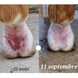 Onguent anti-crevasse du paturon Ekin Onguent anti-crevasse du paturon Ekin