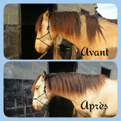 Soin démêlant crin Ekin Soin démêlant crin Ekin